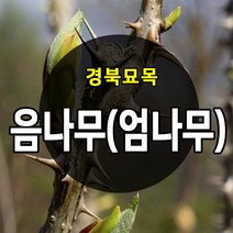 [경북농원]가시있는 음나무 / 민음나무 가시없는 엄나무 / 개두릅묘목, 가시있는 음나무  상묘