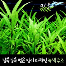 [미초] 뉴 라지리프 하이그로필라 수초 1촉 & 2촉 & 5촉 / 유경 수초 / 레이아웃 / 어항 수초