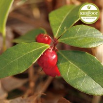 일음쇼핑^^*m윈터그린 에센셜 오일 Wintergreen Oil 아로마 다용도 천연일medi^*^, ab*^*선택있슴500ml