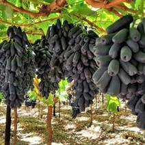 포도 스위트사파이어 블랙사파이어 접목 1년6개월생 포트 묘목, 포트(접목1년6개월), 1개