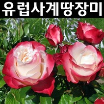 유럽사계땅장미(노스텔자) 개화주 포트 1개/꽃나무/조경용