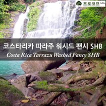 커피생두-코스타리카 따라주 워시드 팬시 SHB, 250g
