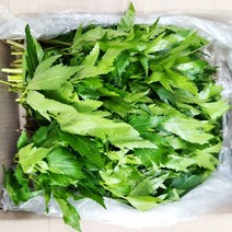 당귀잎 500g