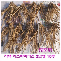 자색 아스파라거스 모종 (중모종) = 10주 판매, <자색 아스파라거스 (중모종) 10주