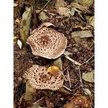 프리미엄 2023 자연산 생 능이버섯 초고급 추석선물, 500g