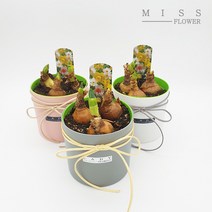 꽃집아가씨 수선화 커버분 구근식물 2가지 품종 낱개판매, 수선화 커버분(그레이), 품종(향수선화)