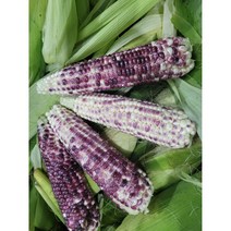 강원도 홍천 흑찰옥수수 햇옥수수, 30개입