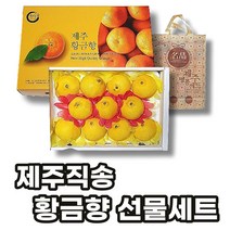 선제이피지 제주 직송 황금향 선물세트 꽉찬 과육 숙성, 3kg(선물박스)