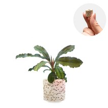 헬로아쿠아 모음)미니링포트 초보수초 수족관 어항장식용 수족관꾸미기, 1번) 미니링포트 부세파란드라(부세랜덤)