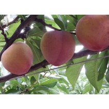 자두나무 묘목 대석 포무샤 왕자두 추희 서양자두, 접목1년 서양자두, 상묘