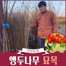 앵두나무 묘목 1년생 백앵두 과실수 유실수, 대왕앵두, 특묘