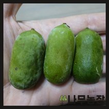 (나무농장) 왕다래(용성2호) 5치 포트, 1개