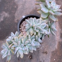 [다육이아지트]고스티철화, 1개
