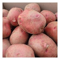 [자연맛남] 포슬포슬 국내산 서홍감자 5kg (특상), 1개