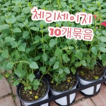 체리세이지-10개묶음/꿀풀과의 꿀이 많은 꽃으로 체리향 핫립세이지, 10개