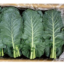 야채왕 쌈 케일 2kg 건강 쥬스 쌈 채소(실중량1.8~2KG)