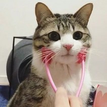 PET 고양이 마사지 빗 야옹 롤러 스트레스 해소, 01야옹롤러, 쿠팡 01야옹롤러