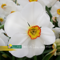 수선화 [3포트] 에드나얼 (복남이네 야생화 모종 악테아st.narcissus edna)