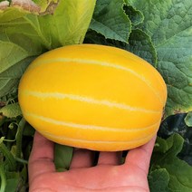 정말 맛있는 성주 꿀 참외 2.5kg, 랜덤과2kg, 가정용 참외