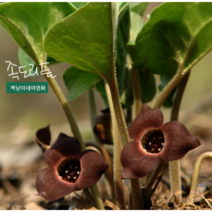 족도리풀 [3포트](복남이네 야생화 모종 반그늘 족두리풀 족두리꽃 족도리꽃)토종식물