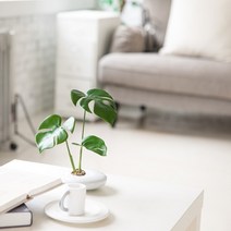 몬스테리아수반set 25cmP 조화 인테리어 장식 FMFUFT, 단품