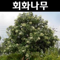 회화나무 R2~3cm(분) 1개/나무 묘목/활엽수/정원용