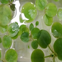 (수초) 아마존 프로그 비트 (5뿌리), 단품
