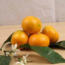 산지직송 제주 못난이 하우스 감귤 10kg 사이즈 랜덤 제주연가, 1개