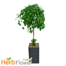 2m대형화분 개업화분 행운목 금전수 황금죽 축하화분 전국당일꽃배달, A-28 킹벤자민