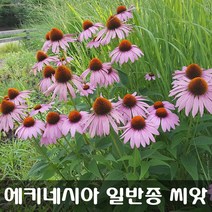 [해피플라워] 에키네시아(에키나세아) 일반종 씨앗 100립 / 가을 파종 꽃씨