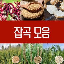 잡곡씨앗 감자 히카마 보리 수수 찰 조 찰기장 아마란서스 씨앗 종자 파종 토종 재래종 보리 씨 멕시코감자 모음, 1.보리씨 1Kg