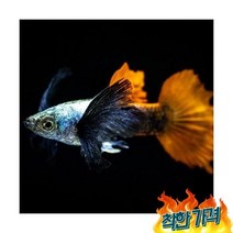 키우기쉬운 열대어 [구피] 슈퍼 덤보 구피 1쌍 물고기 키우기