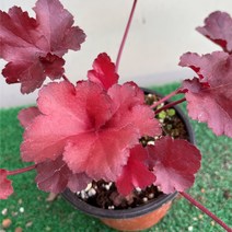 [다온야생화] W2114 휴케라 (빨강) (9cm) [랜덤]