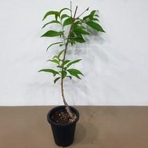 딱딱이복숭아 유명 화분묘 접목1년생, 1개