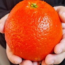 제주도홍매향 하우스홍매향 프리미엄과 3kg 5kg 선물용, 5kg한상자