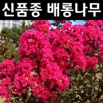 배롱나무(핑크벨로) 4치장포트 1개/나무 묘목/활엽수/정원용