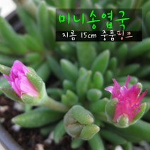 미니송엽국 핑크 지름 15cm 중품 다육화분, 1개