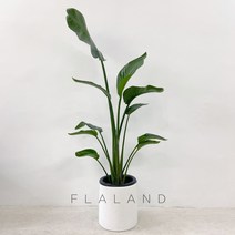플라랜드 공기정화식물 대형 여인초 극락조 테라조 화분, 1개, 극락조-테라조(바퀴형받침 화이트)