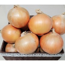 22년 국내산 창녕 햇양파 사이즈 중 소 혼합(벌크)20kg-대용량 식자재 업소용