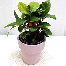 천냥금 빨간열매 수경재배 관리쉬운 공기정화 식물 핑크화분, 단품, 1개