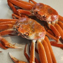 산지직송 포항 구룡포 박달대게 홍게 수율 70~80%이상, 박달대게 중 1미 450~500g