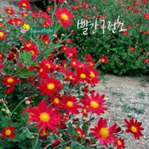 빨간 구절초 [4포트] 레드 (복남이네 야생화 모종 국화), 1개