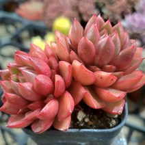 특별한 구성 예쁜다육 7종 모아보기, 1번-와인피치