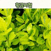 황금사철 / 상록식물 / 금사철 묘목 / 실내정화식물, 3치 포트묘