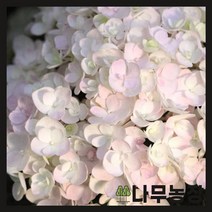 (나무농장) 수국 엔들레스썸머 블러싱브라이드 15cm 포트