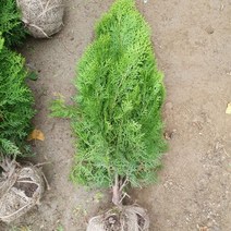 황금측백 키60센티 1주 조경수 88364EA, 본상품선택