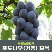 서울농원묘목/포도나무 묘목 캠벨 거봉 MBA(머루포도) 샤인머스켓 삽목1년생 120L포트묘 과실수 유실수, 거봉 삽목1년 포트묘