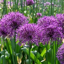 같이가치농원 알리움구근 (퍼플레인)구근 보라색 1구