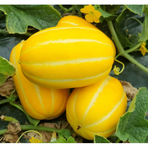 2023 산지직송 달달농산물 성주 꿀참외 초특가 세일중 5kg~, 01.가정용 못난이 3kg (랜덤)