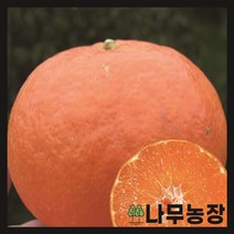 (나무농장) 귤나무 레드향 7치 화분